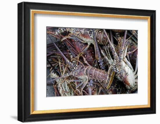 Lobsters, Anegada Island, British Virgin Islands, West Indies, Caribbean, Central America-Jean-Pierre DeMann-Framed Photographic Print