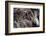 Lobsters, Anegada Island, British Virgin Islands, West Indies, Caribbean, Central America-Jean-Pierre DeMann-Framed Photographic Print