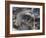 Local Market and Rickshaws Seen from Above, Pahar Ganj, Main Bazaar, New Delhi, Delhi, India-Eitan Simanor-Framed Photographic Print