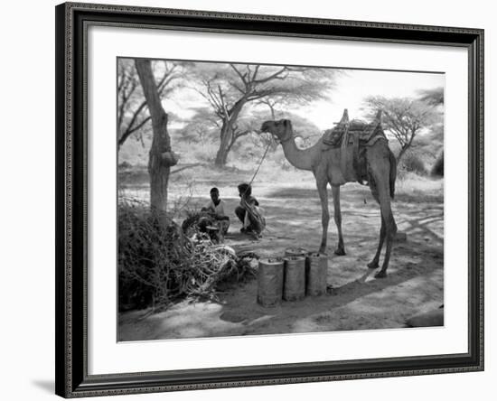Local Men of Somaliland with Their Camels, 1935-null-Framed Photographic Print