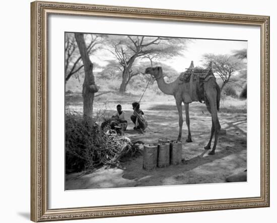 Local Men of Somaliland with Their Camels, 1935-null-Framed Photographic Print