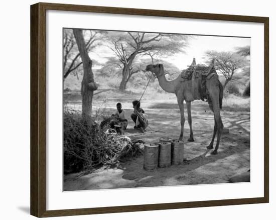 Local Men of Somaliland with Their Camels, 1935-null-Framed Photographic Print