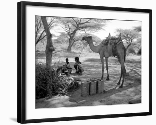 Local Men of Somaliland with Their Camels, 1935-null-Framed Photographic Print