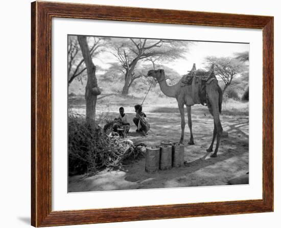 Local Men of Somaliland with Their Camels, 1935-null-Framed Photographic Print