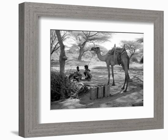 Local Men of Somaliland with Their Camels, 1935-null-Framed Photographic Print