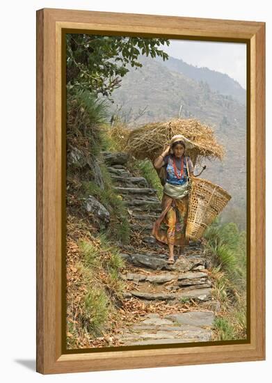 Local Woman Follows a Trail Carrying a Basket Called a Doko, Annapurna, Nepal-David Noyes-Framed Premier Image Canvas