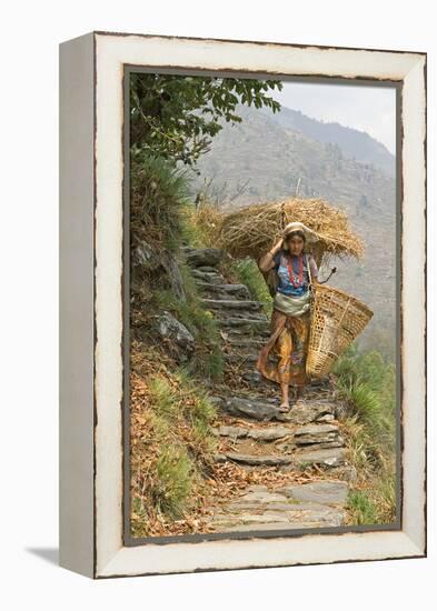 Local Woman Follows a Trail Carrying a Basket Called a Doko, Annapurna, Nepal-David Noyes-Framed Premier Image Canvas