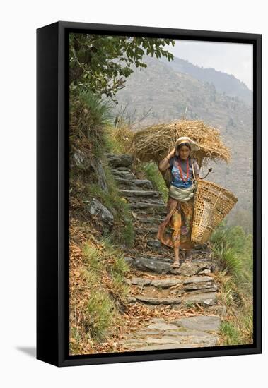 Local Woman Follows a Trail Carrying a Basket Called a Doko, Annapurna, Nepal-David Noyes-Framed Premier Image Canvas