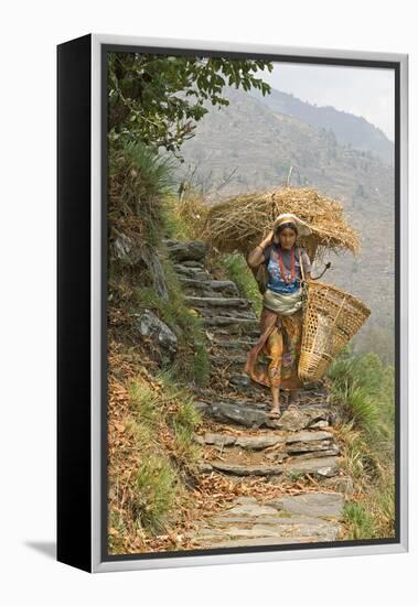 Local Woman Follows a Trail Carrying a Basket Called a Doko, Annapurna, Nepal-David Noyes-Framed Premier Image Canvas