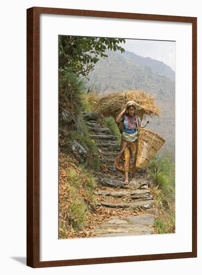 Local Woman Follows a Trail Carrying a Basket Called a Doko, Annapurna, Nepal-David Noyes-Framed Photographic Print