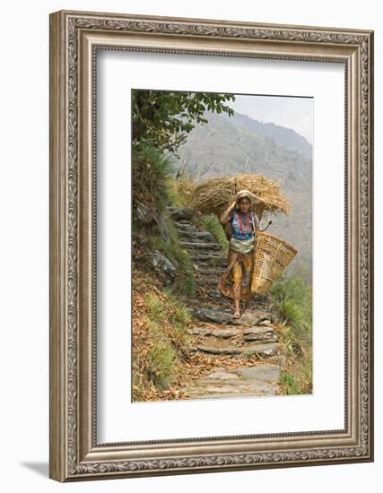 Local Woman Follows a Trail Carrying a Basket Called a Doko, Annapurna, Nepal-David Noyes-Framed Photographic Print