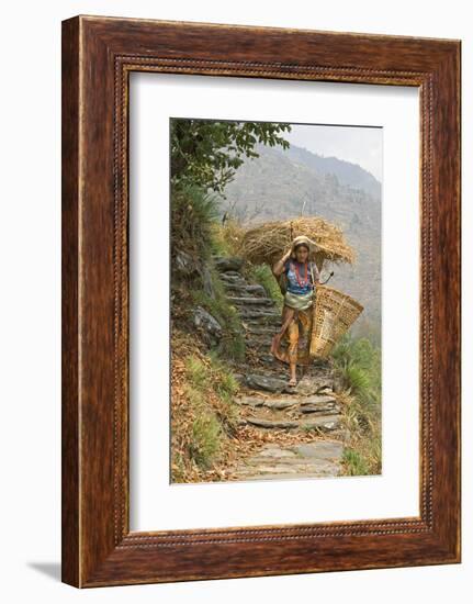 Local Woman Follows a Trail Carrying a Basket Called a Doko, Annapurna, Nepal-David Noyes-Framed Photographic Print