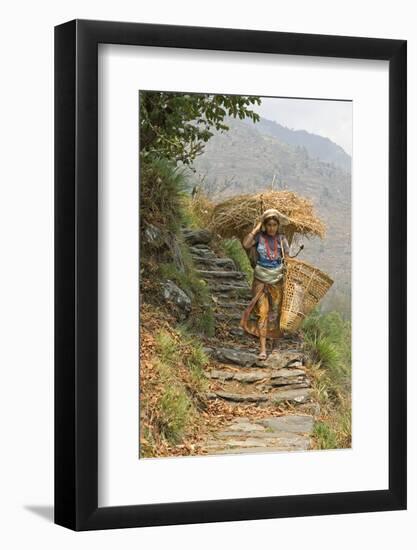 Local Woman Follows a Trail Carrying a Basket Called a Doko, Annapurna, Nepal-David Noyes-Framed Photographic Print