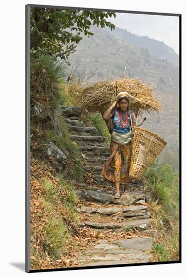 Local Woman Follows a Trail Carrying a Basket Called a Doko, Annapurna, Nepal-David Noyes-Mounted Photographic Print