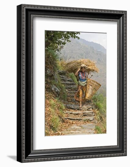 Local Woman Follows a Trail Carrying a Basket Called a Doko, Annapurna, Nepal-David Noyes-Framed Photographic Print