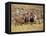 Local Women and Llamas in Front of Inca Ruins, Near Cuzco, Peru, South America-Gavin Hellier-Framed Premier Image Canvas