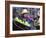 Local Women Share a Joke at Damnoen Saduak Floating Market, Thailand, Southeast Asia-Andrew Mcconnell-Framed Photographic Print