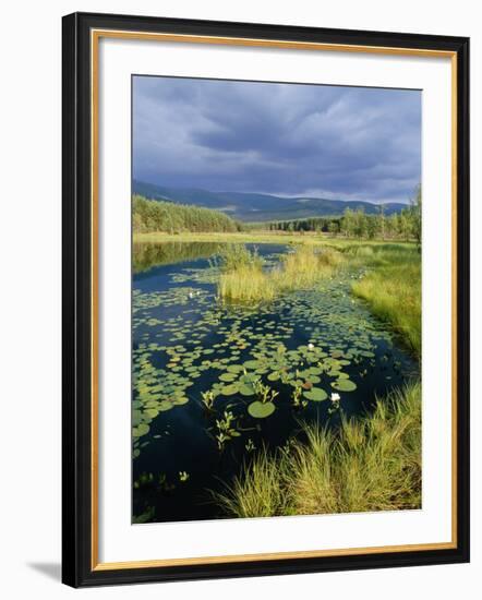 Loch and Pine Forest in Stormy Light, Strathspey, Highlands, Scotland, UK-Pete Cairns-Framed Photographic Print