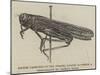 Locust Captured in the Strand, 28 August-null-Mounted Giclee Print