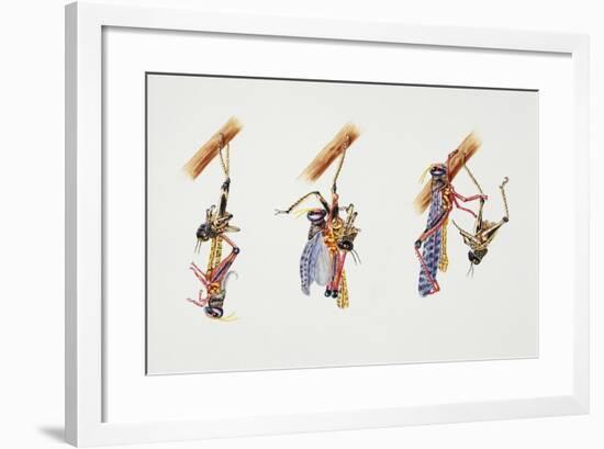 Locust Moulting, Artwork by Adrian Lascaw-null-Framed Giclee Print