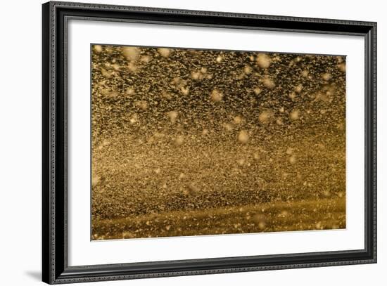 Locust Plague (Locusta Migratoria Capito) Threatens Crops in South Madagascar, June 2010-Inaki Relanzon-Framed Photographic Print