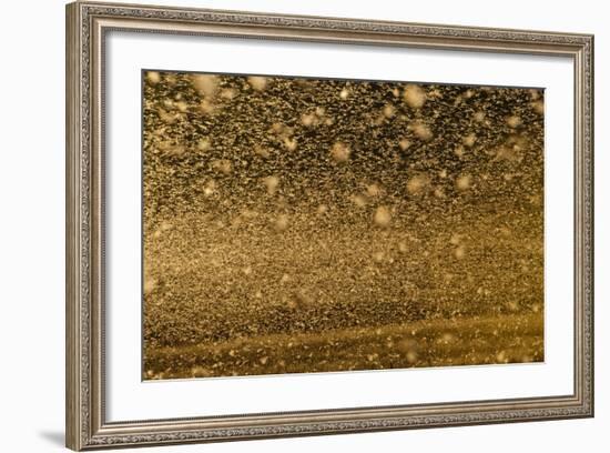 Locust Plague (Locusta Migratoria Capito) Threatens Crops in South Madagascar, June 2010-Inaki Relanzon-Framed Photographic Print