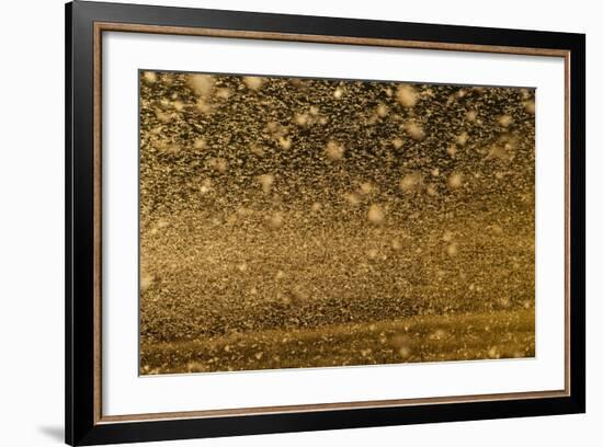 Locust Plague (Locusta Migratoria Capito) Threatens Crops in South Madagascar, June 2010-Inaki Relanzon-Framed Photographic Print