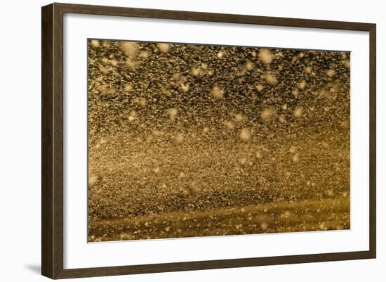 Locust Plague (Locusta Migratoria Capito) Threatens Crops in South Madagascar, June 2010-Inaki Relanzon-Framed Photographic Print