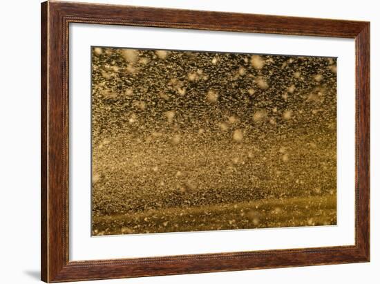 Locust Plague (Locusta Migratoria Capito) Threatens Crops in South Madagascar, June 2010-Inaki Relanzon-Framed Photographic Print