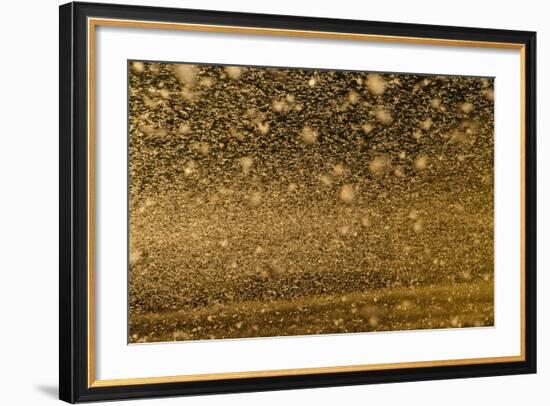 Locust Plague (Locusta Migratoria Capito) Threatens Crops in South Madagascar, June 2010-Inaki Relanzon-Framed Photographic Print