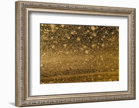 Locust Plague (Locusta Migratoria Capito) Threatens Crops in South Madagascar, June 2010-Inaki Relanzon-Framed Photographic Print