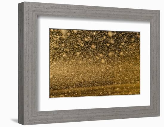 Locust Plague (Locusta Migratoria Capito) Threatens Crops in South Madagascar, June 2010-Inaki Relanzon-Framed Photographic Print