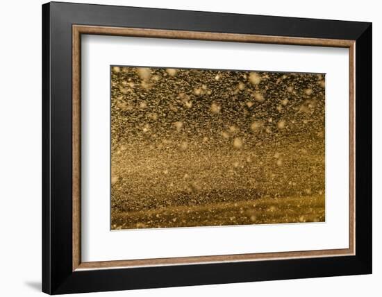 Locust Plague (Locusta Migratoria Capito) Threatens Crops in South Madagascar, June 2010-Inaki Relanzon-Framed Photographic Print