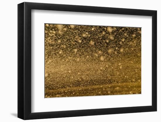 Locust Plague (Locusta Migratoria Capito) Threatens Crops in South Madagascar, June 2010-Inaki Relanzon-Framed Photographic Print