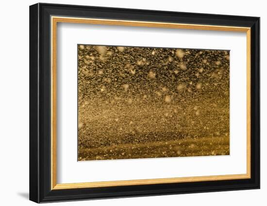 Locust Plague (Locusta Migratoria Capito) Threatens Crops in South Madagascar, June 2010-Inaki Relanzon-Framed Photographic Print