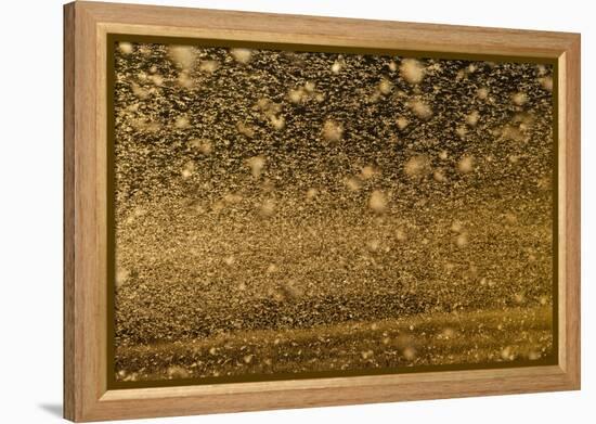 Locust Plague (Locusta Migratoria Capito) Threatens Crops in South Madagascar, June 2010-Inaki Relanzon-Framed Premier Image Canvas