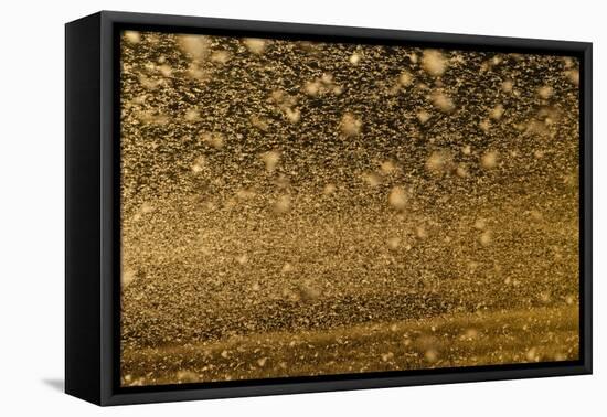 Locust Plague (Locusta Migratoria Capito) Threatens Crops in South Madagascar, June 2010-Inaki Relanzon-Framed Premier Image Canvas