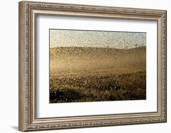 Locust Plague (Locusta Migratoria Capito) Threatens Crops in South Madagascar, June 2010-Inaki Relanzon-Framed Photographic Print