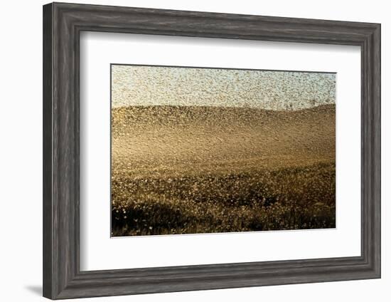 Locust Plague (Locusta Migratoria Capito) Threatens Crops in South Madagascar, June 2010-Inaki Relanzon-Framed Photographic Print