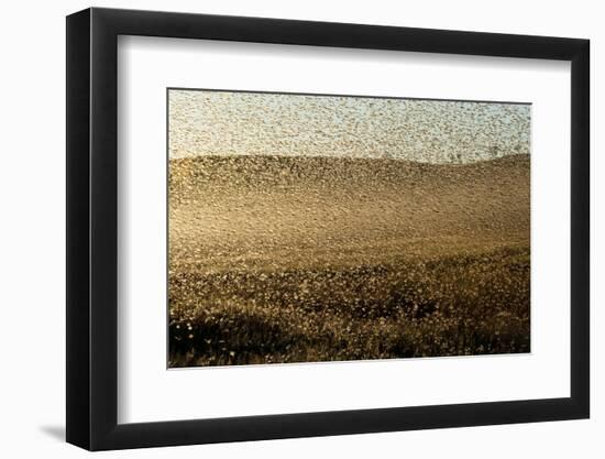 Locust Plague (Locusta Migratoria Capito) Threatens Crops in South Madagascar, June 2010-Inaki Relanzon-Framed Photographic Print