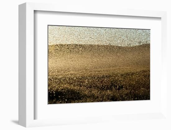 Locust Plague (Locusta Migratoria Capito) Threatens Crops in South Madagascar, June 2010-Inaki Relanzon-Framed Photographic Print