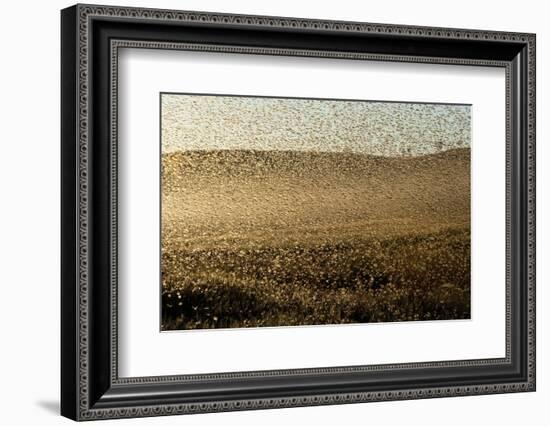 Locust Plague (Locusta Migratoria Capito) Threatens Crops in South Madagascar, June 2010-Inaki Relanzon-Framed Photographic Print