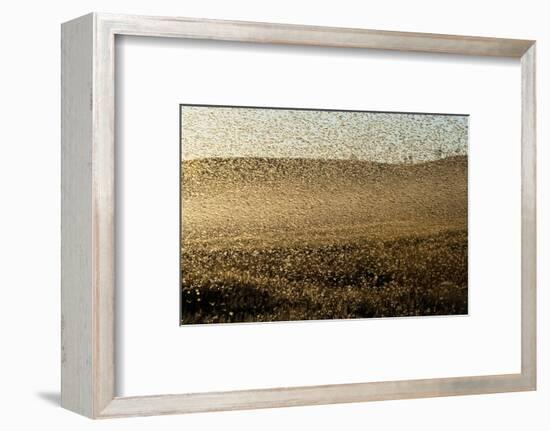 Locust Plague (Locusta Migratoria Capito) Threatens Crops in South Madagascar, June 2010-Inaki Relanzon-Framed Photographic Print