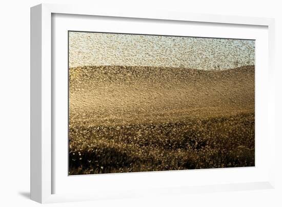 Locust Plague (Locusta Migratoria Capito) Threatens Crops in South Madagascar, June 2010-Inaki Relanzon-Framed Premium Photographic Print