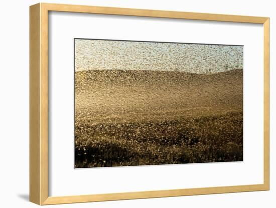 Locust Plague (Locusta Migratoria Capito) Threatens Crops in South Madagascar, June 2010-Inaki Relanzon-Framed Premium Photographic Print