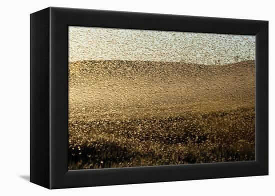 Locust Plague (Locusta Migratoria Capito) Threatens Crops in South Madagascar, June 2010-Inaki Relanzon-Framed Premier Image Canvas