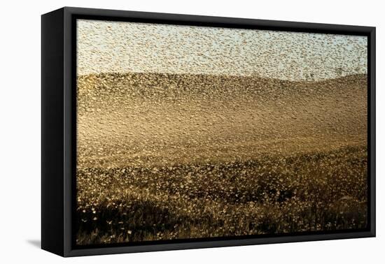 Locust Plague (Locusta Migratoria Capito) Threatens Crops in South Madagascar, June 2010-Inaki Relanzon-Framed Premier Image Canvas