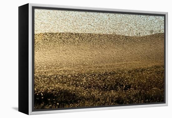 Locust Plague (Locusta Migratoria Capito) Threatens Crops in South Madagascar, June 2010-Inaki Relanzon-Framed Premier Image Canvas