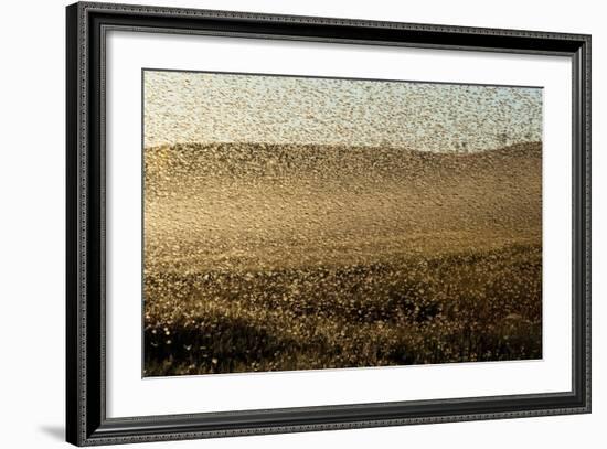 Locust Plague (Locusta Migratoria Capito) Threatens Crops in South Madagascar, June 2010-Inaki Relanzon-Framed Photographic Print