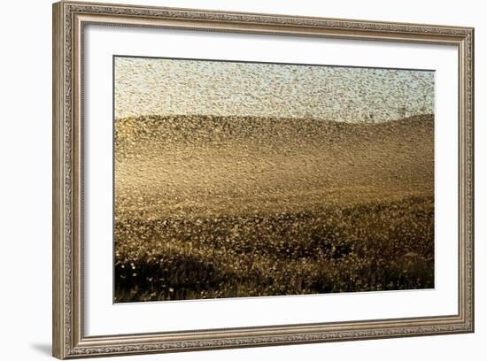 Locust Plague (Locusta Migratoria Capito) Threatens Crops in South Madagascar, June 2010-Inaki Relanzon-Framed Photographic Print